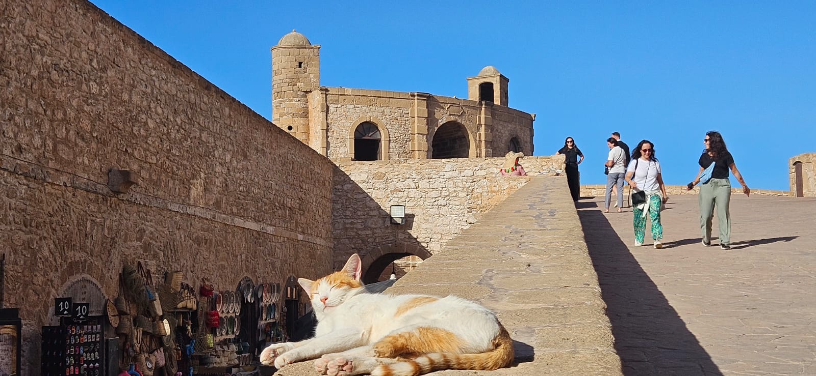 Gato marroquino relaxando em Essaouira