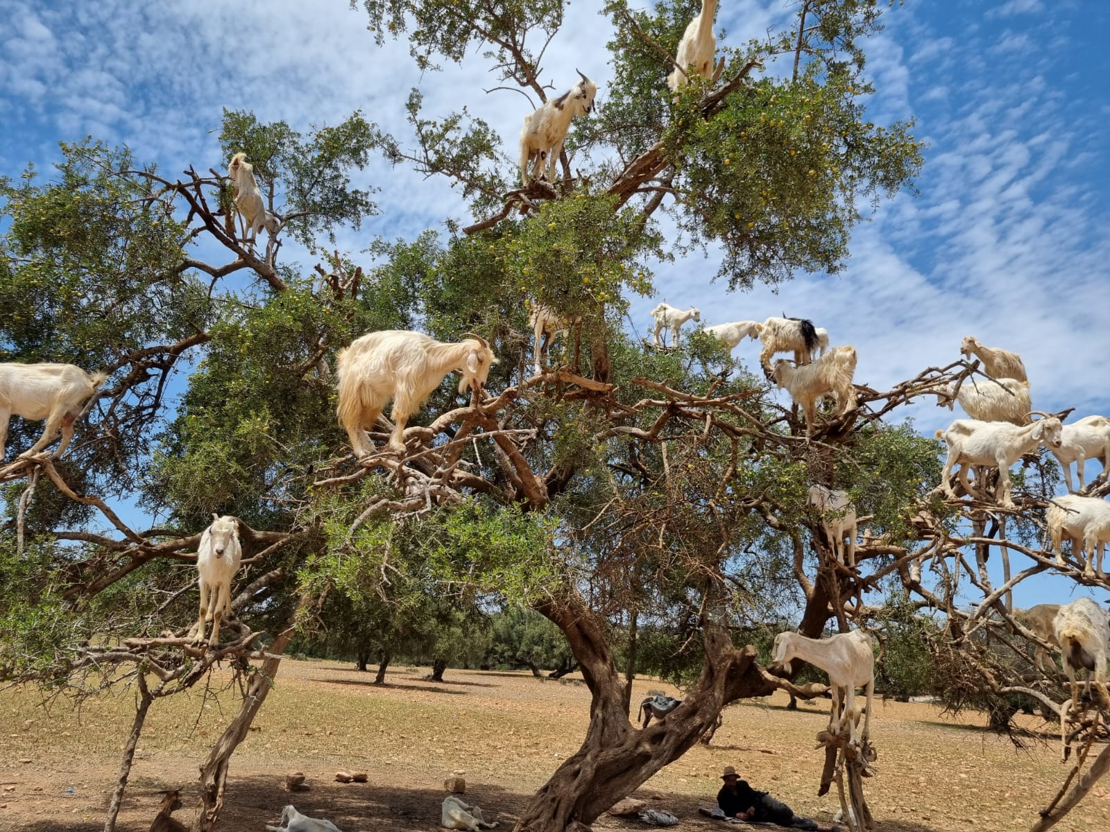 Cabras marroquinas na árvore de Argan